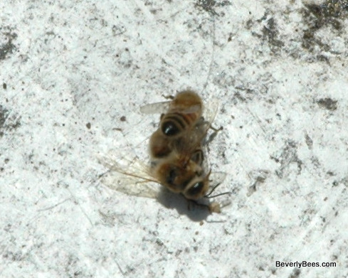 Psoriasis kezelésére diéta, Bee dead for pikkelysömör kezelésére
