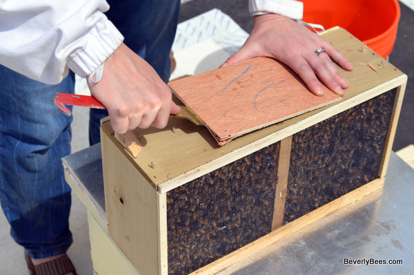 Taking the cover off the package with my hive tool.