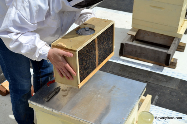 Bumping the package on the hive to get the bees to fall to the bottom.