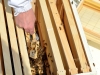 I brushed the bees off the queen cage and into the hive.