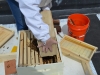 The rest of the bees go into the box where the frames were removed.