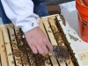 I used a wild turkey feather to brush the bees off the side of the box. They like that better than the brush.