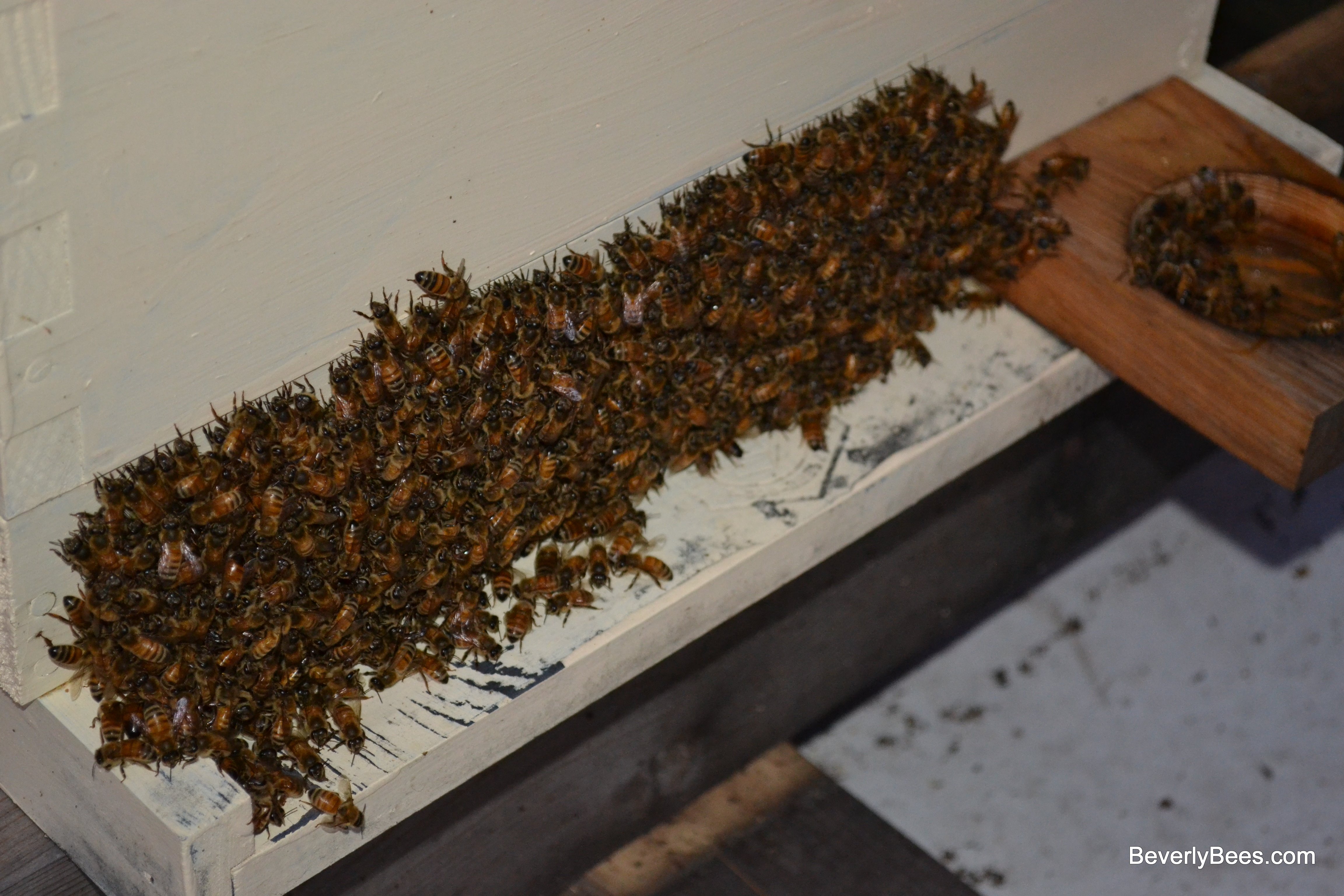 Bees Bearding at Hive Entrance on Cool Humid Night Hot ...