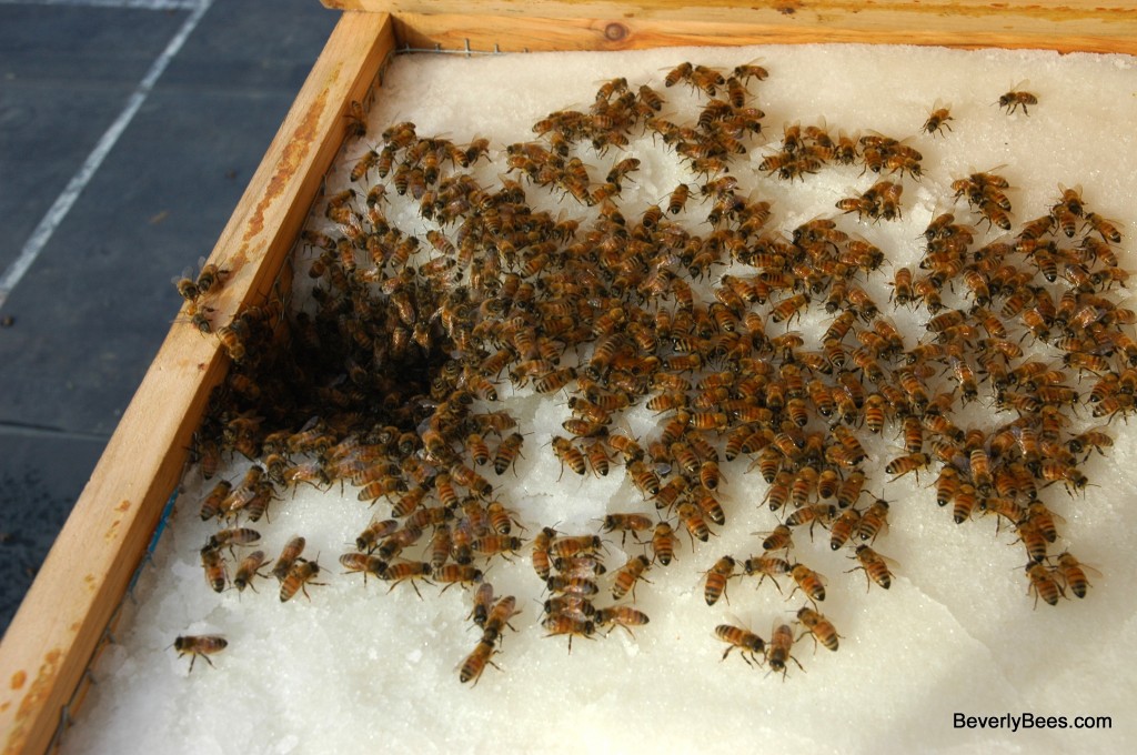 Feeding Bees Sugar Candy Board For Winter Feeding No Cook Recipe