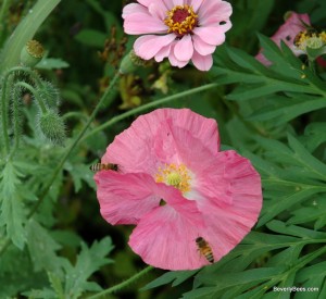 Honeybees enjoying the wildflower garden.