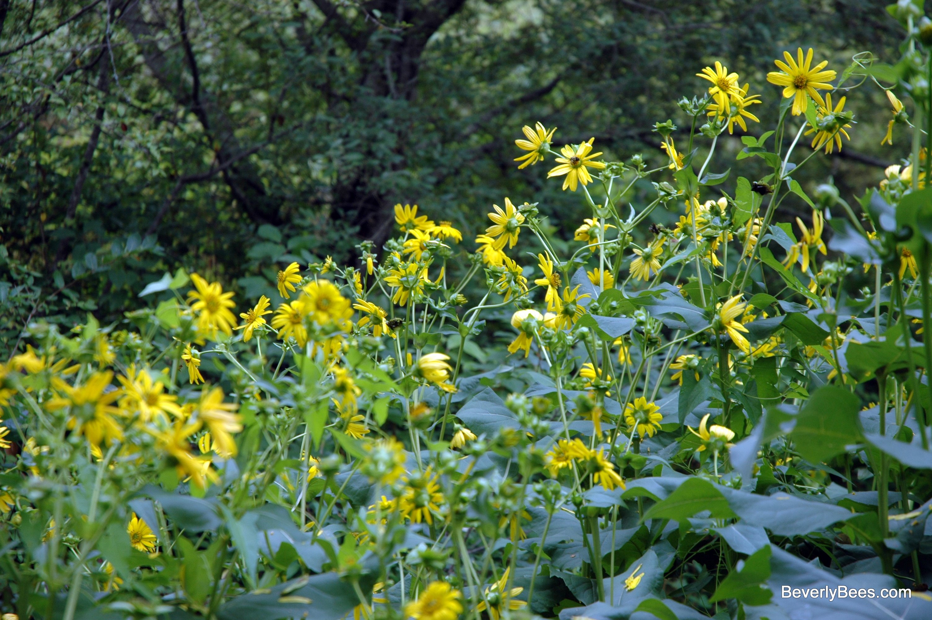 Bee Friendly Garden Plant A Bee Garden For Honeybees Beverly Bees