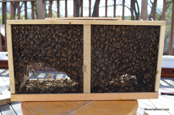 A 3lb package of bees.