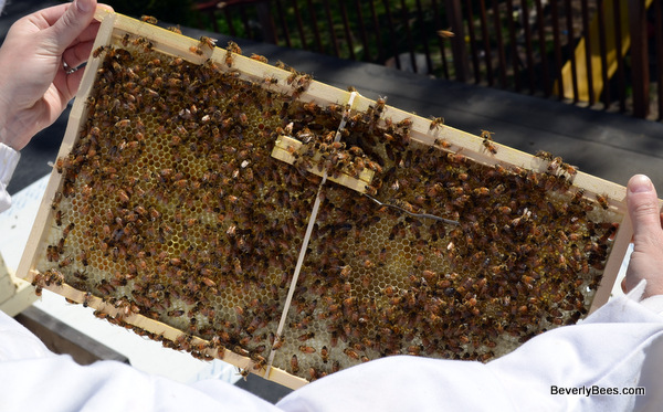 The queen cage was being incorporated into the comb. Also look at all the color in the cells. They bees have already started filling them with pollen and nectar.
