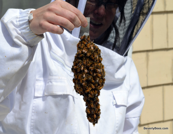 The bees clustered around the queen cage.