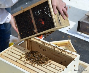 Bees on the queen cage. A pictorial essay showing how to install package bees using the rubber band method to install the queen cage. Click Here To Learn How To Install A Package Of Bees Using The Rubber Band Method To Install The Queen Cage.