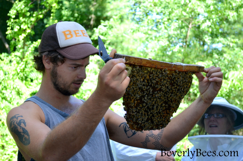 Top Bar Hive Honey Harvest With Sam Comfort Beverly Bees