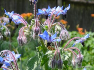 Honeybee foraging on Borage. Photo by Mary Lou Chase.