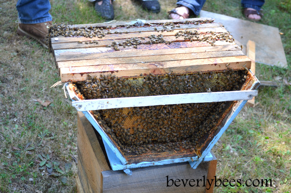 Top Bar Hive Inspection With Sam Comfort  Beverly Bees