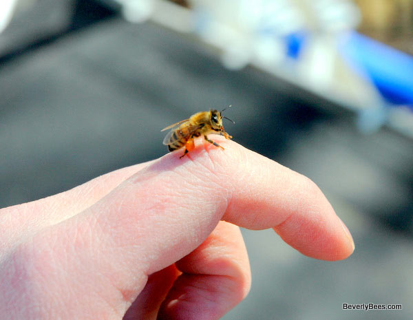 A honey bee from Crocus hive cleaning her tongue or proboscis.