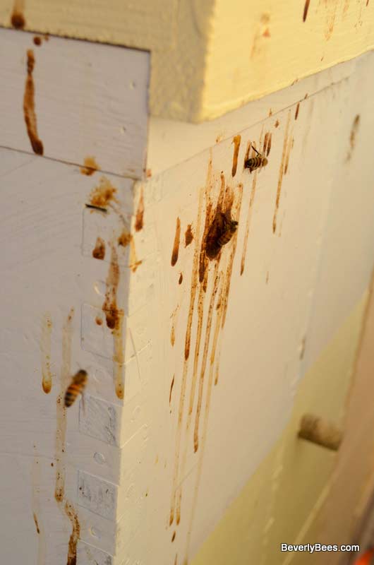 Brown streaks on the entrance to your hive may mean your bees have dysentery or nosema.