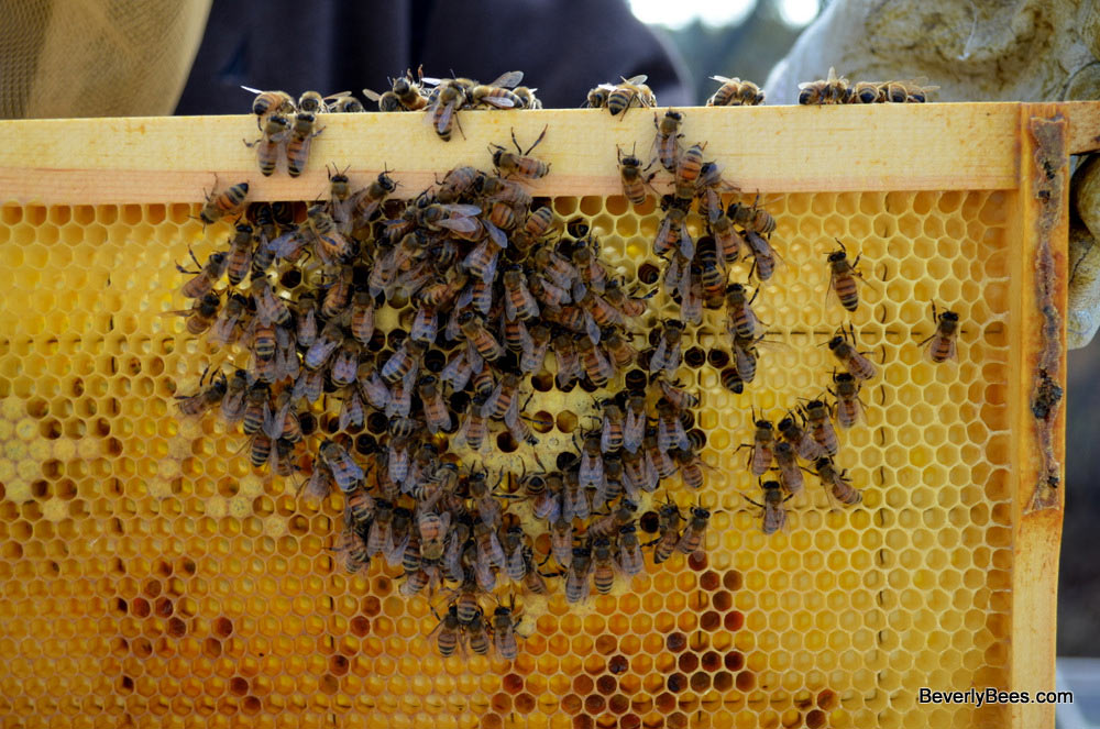 The small cluster of bees that remained were no match for the cold.  They froze in place trying to keep the brood nest warm.