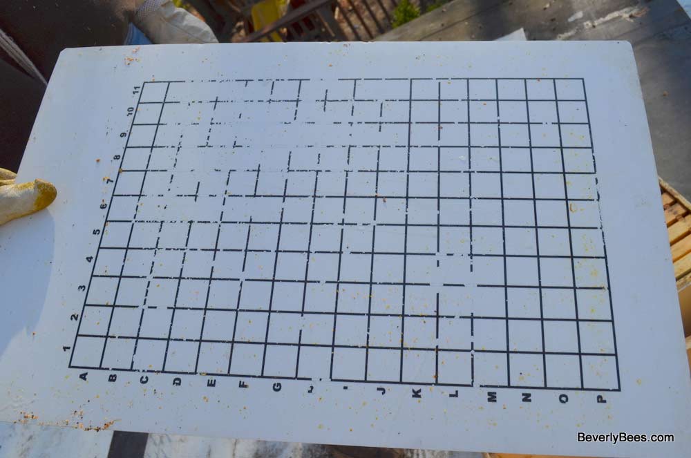 The mite count board had some varroa but was fairly clean considering it had been on the hive for over a month.