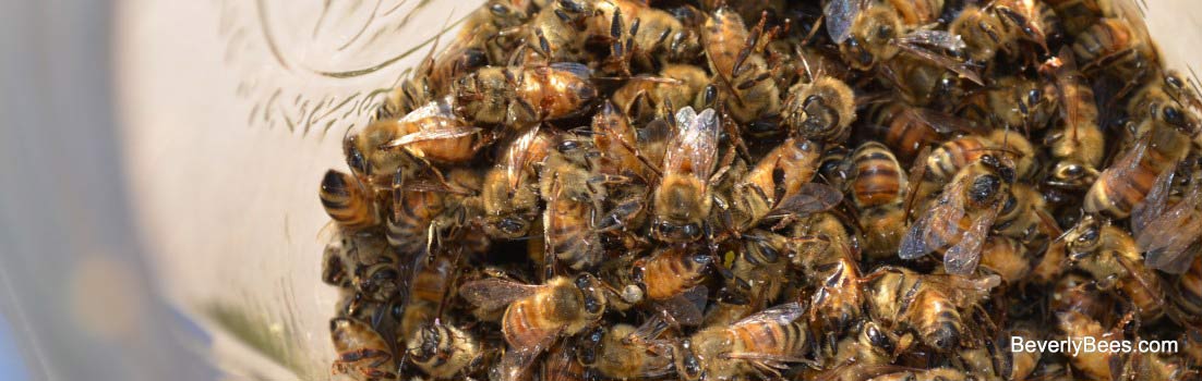 One cup of dead bees from Crocus