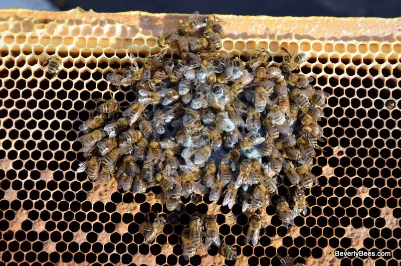 These bees are moldy because they died a while ago, not because mold killed them.