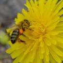 A Honeybee on a Dandelion.