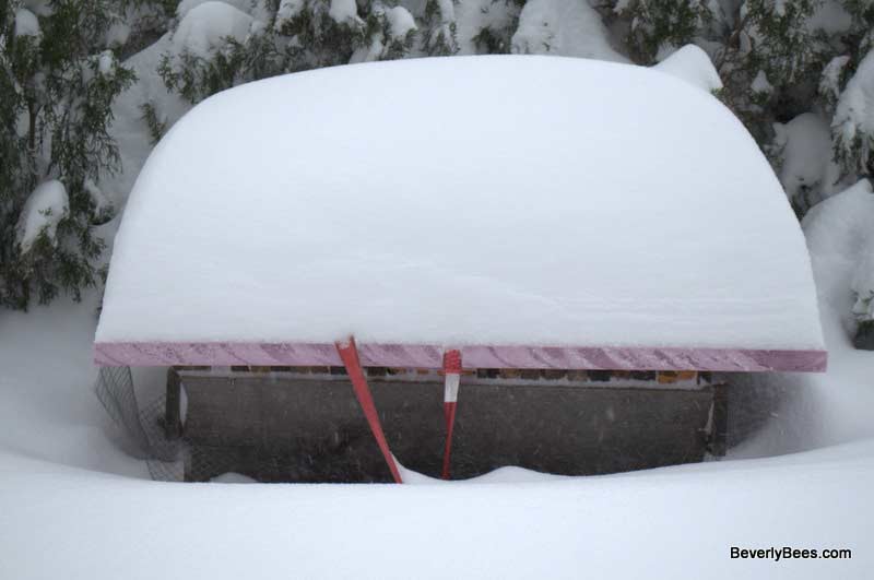 The overhanging roof of this top bar hive kept the entrances clear of snow despite the epic snowfall.