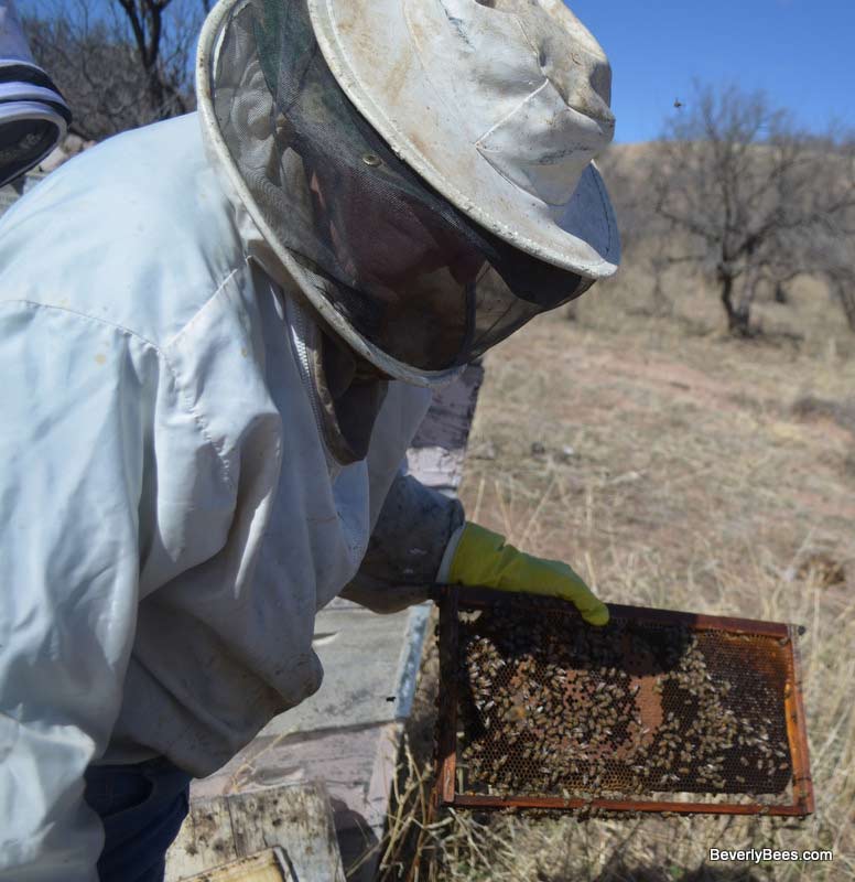 Dee and her bees.