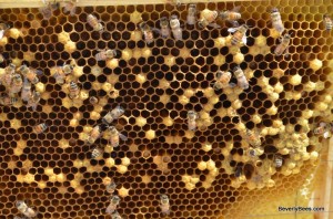 Learn about laying workers and how to fix a hive with laying workers.