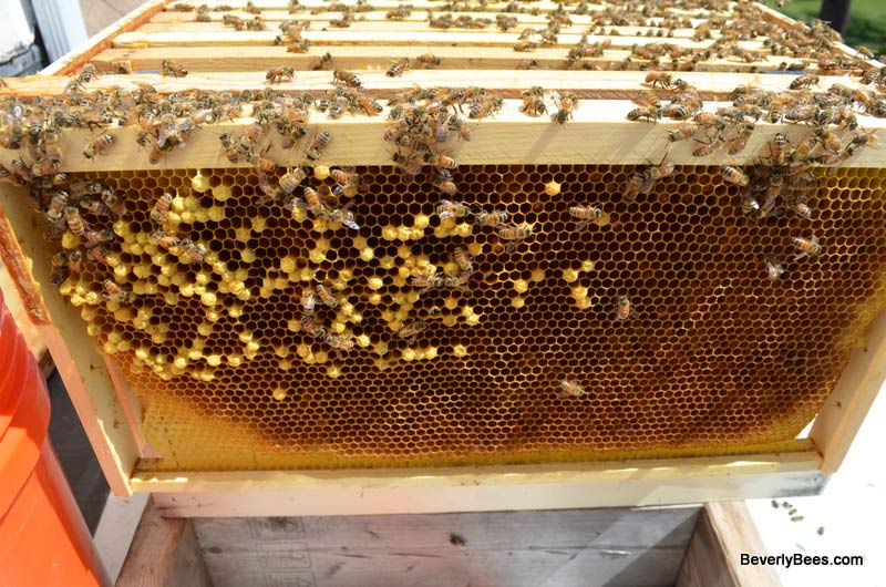 Spotty Drone Brood in Laying Worker Hive