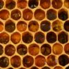 Pollen cells filled with eggs from laying worker bees.