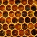 Pollen cells filled with eggs from laying worker bees.