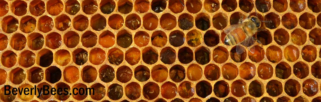 Pollen cells filled with eggs from laying worker bees.