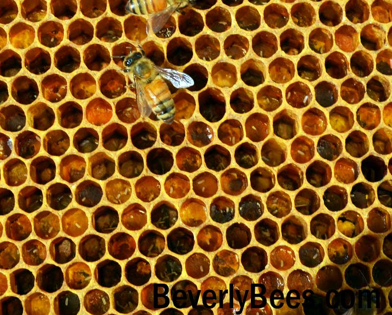 Eggs on pollen.