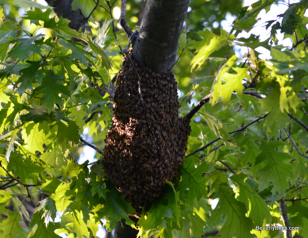 Honeybee swarm in a tree.