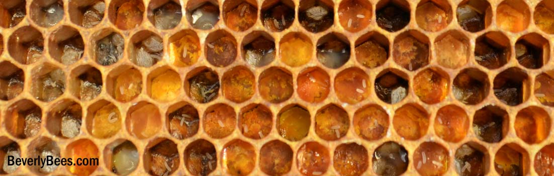 Laying workers will lay eggs on pollen cells.
