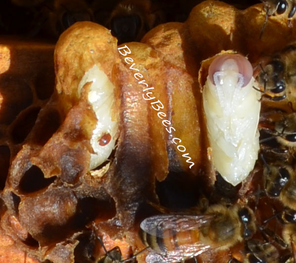 Varroa Mite on Drone Brood