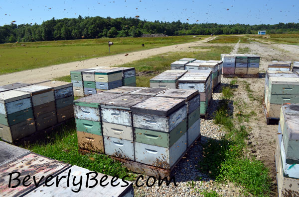 Bees on Cranberries. Can you spot the swarm?