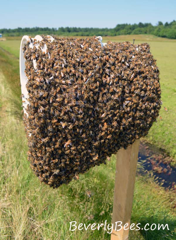 Bee Swarm. The queen is right in the middle can you see her?