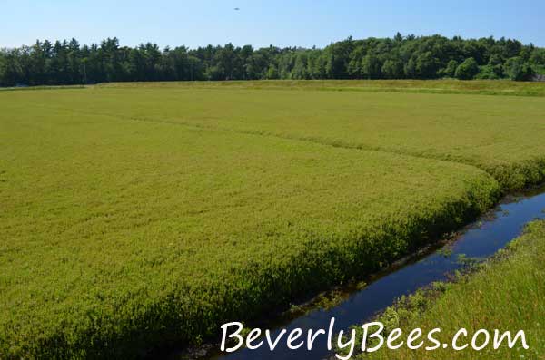 Cranberry Bog