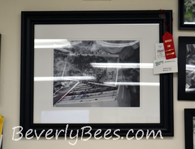 My black and white photo won second place at the Topsfield Fair Honey Show in 2011.