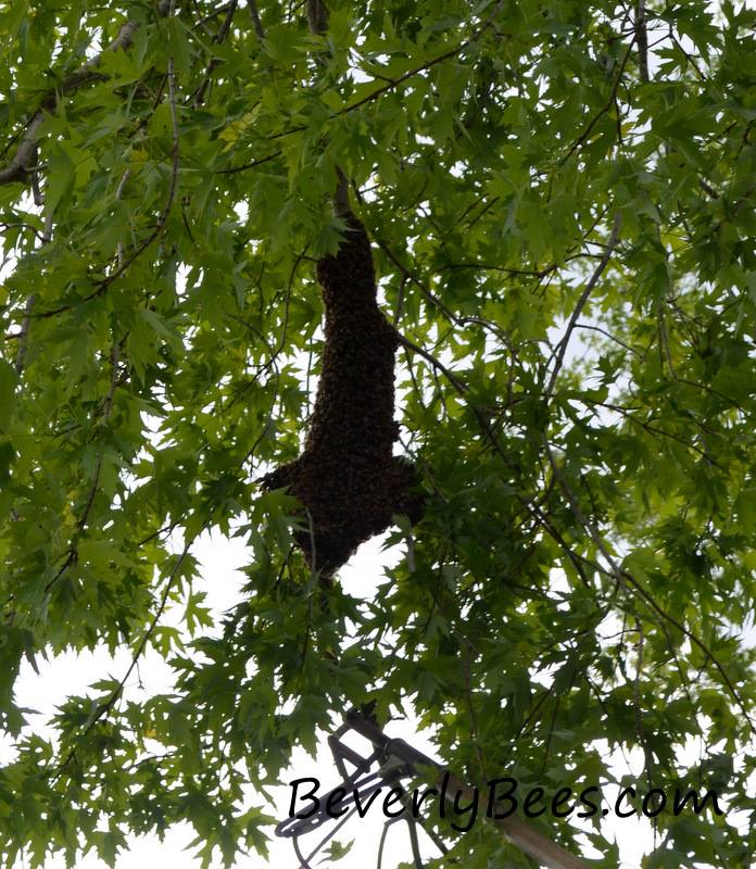 A honey bee swarm in a tree rescued and relocated by Beverly Bees.