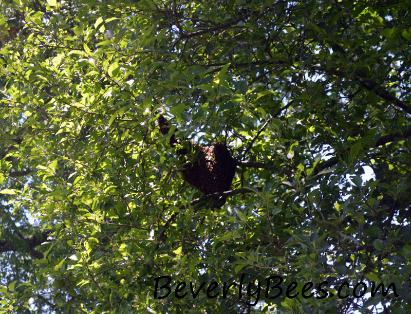 Honey bee swarm in a tree.