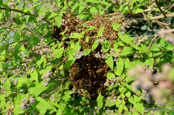 A honey bee swarm in a bush rescued by Beverly Bees.