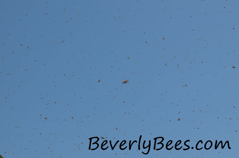 Bee swarm in the air.