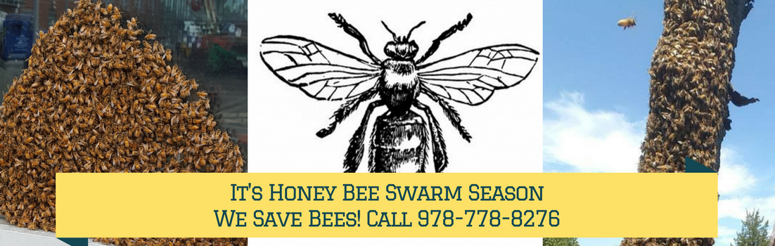Bee Swarms - Beverly Bees