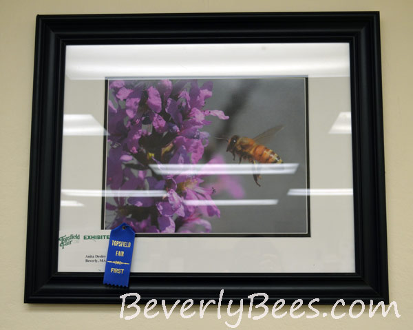 My color photo won first place at the 2013 Topsfield Fair.