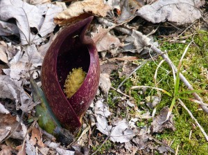 "Skunk cabbage in bloom" by Benny Mazur