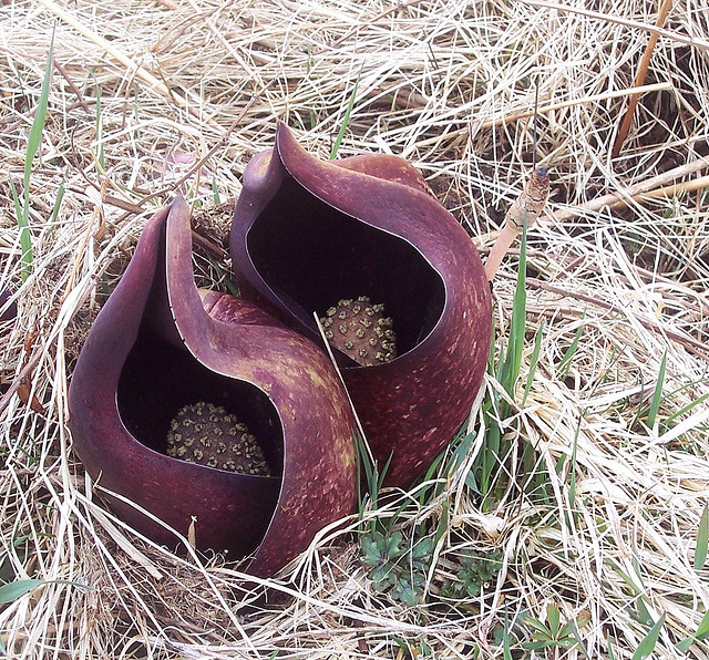 "Symplocarpus foetidus (Skunk Cabbage) Long Island, NS" by magnolia1000 