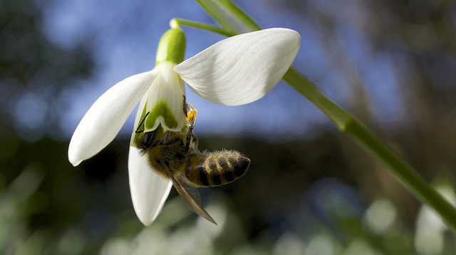 Honey bee on a snowdrop. Photo by Ian A Kirk