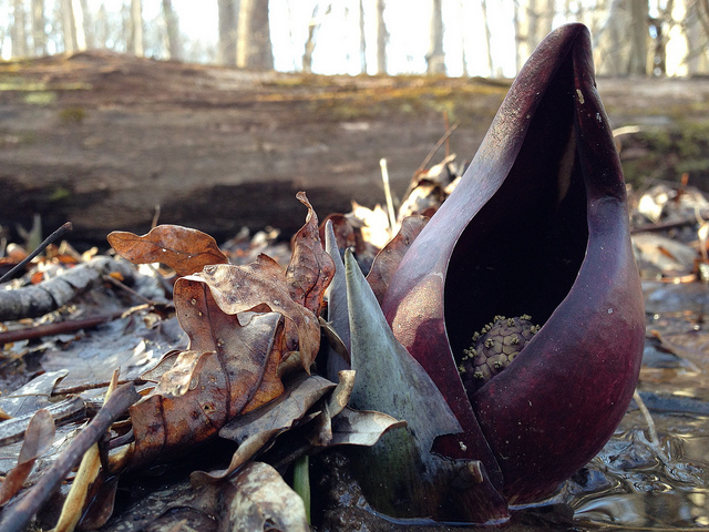 "Symplocarpus foetidus - Skunk Cabbage" by Fritz Flohr Reynolds 