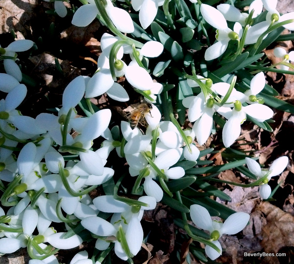 One of my bees on a patch of snowdrops in early March.